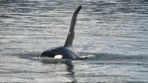 Blackney, large male orca powering after us.