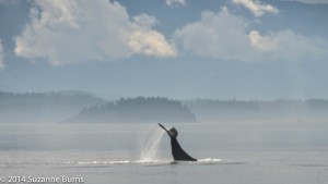 Yahtsee, humpback whale forcefully tail slapping.