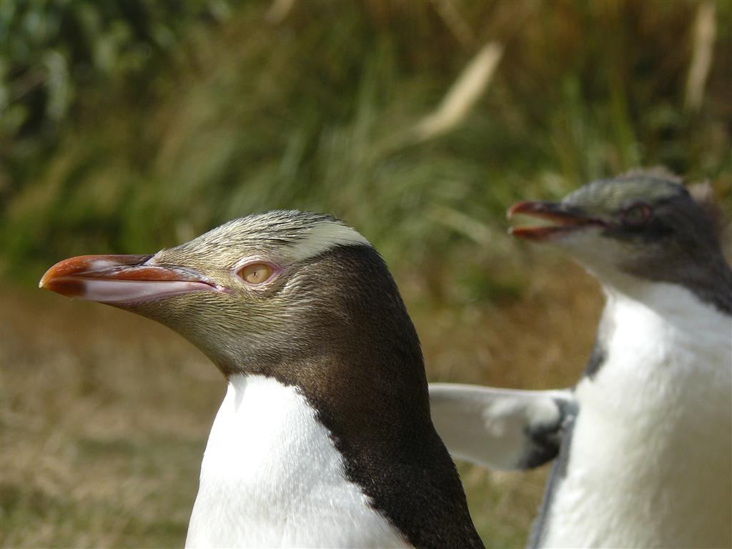 Yellow eyed penguin with begging chick behind-Shaun Templeton