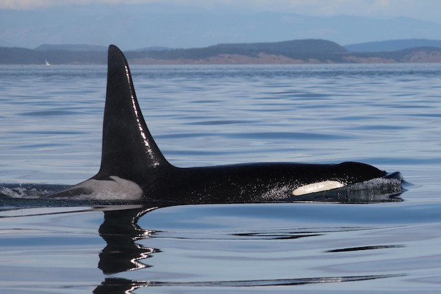 Adult male orca, Blueberry