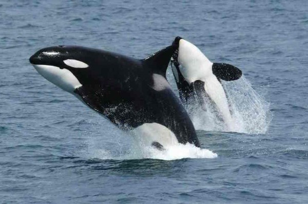 Adult orcas breaching. Photo credit: Robert Pittman/NOAA