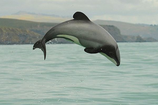 Maui dolphin jumping-One Green Planet